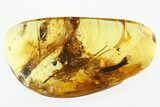 Very Detailed Fossil Cricket (Gryllidae) In Baltic Amber #346407-1